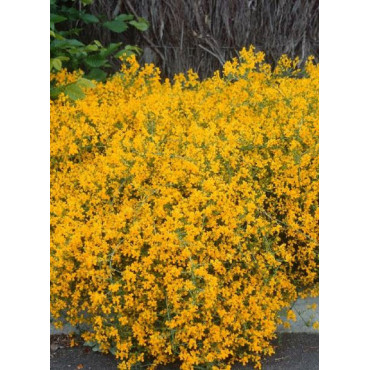 GENISTA lydia (Genêt de Lydie)