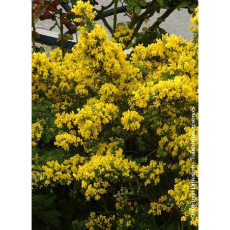 GENISTA PORLOCK (Genêt de Porlock)