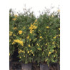 CALOCEDRUS decurrens AUREOVARIEGATA (Libocèdre panaché) En pot de 25-30 litres