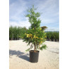 CALOCEDRUS decurrens AUREOVARIEGATA (Libocèdre panaché) En pot de 25-30 litres