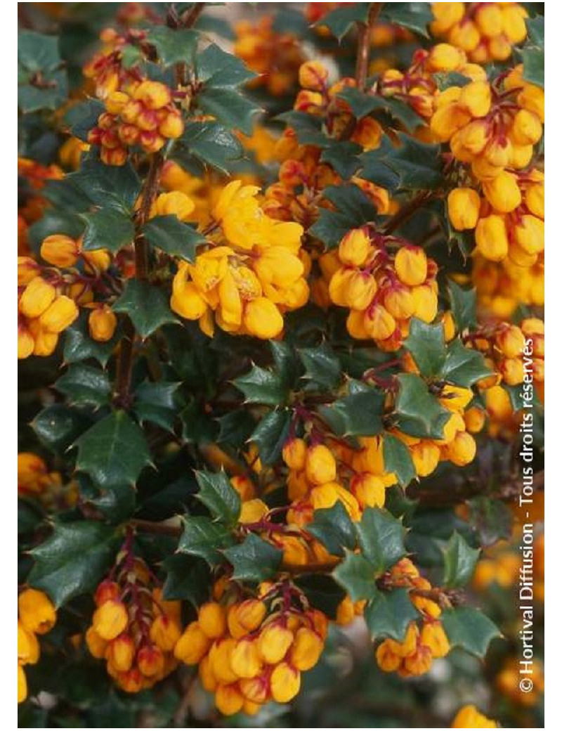 BERBERIS darwinii (Épine vinette)