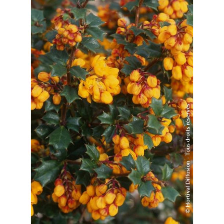 BERBERIS darwinii (Épine vinette)