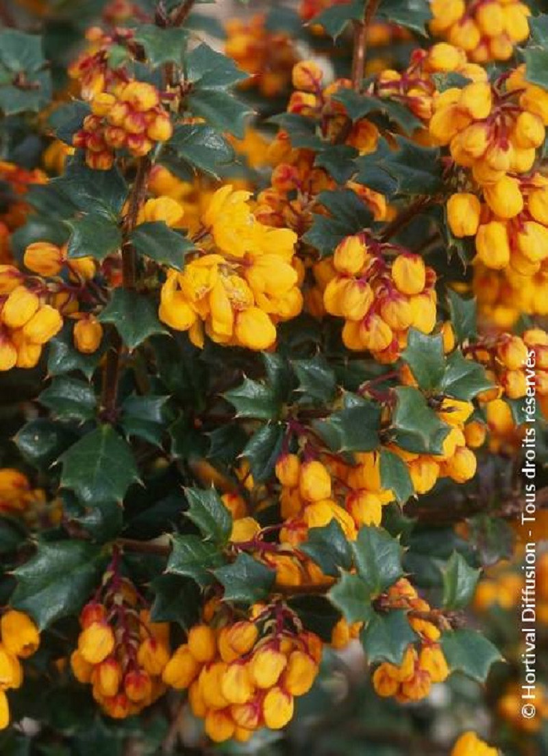 BERBERIS darwinii