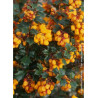 BERBERIS darwinii (Épine vinette)