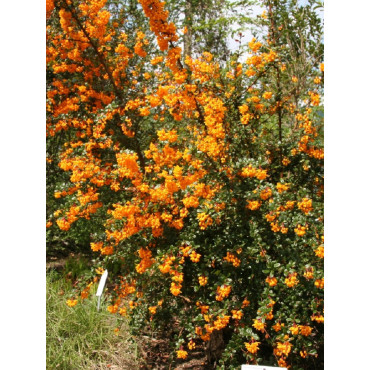 BERBERIS darwinii (Épine vinette)