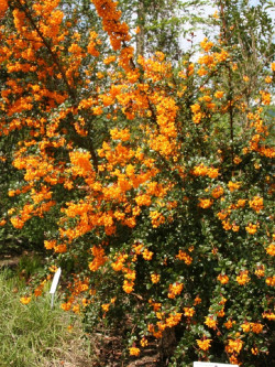 BERBERIS darwinii