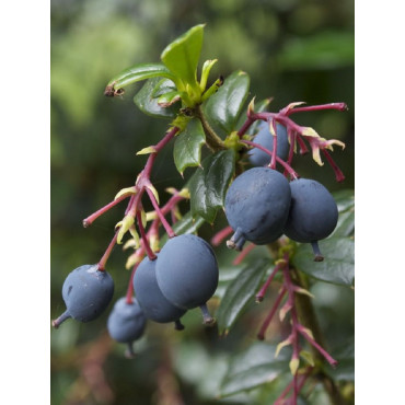 BERBERIS darwinii (Épine vinette)