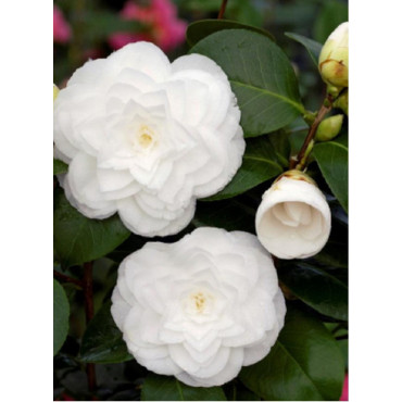 CAMELLIA japonica BLANC (Camélia du Japon)