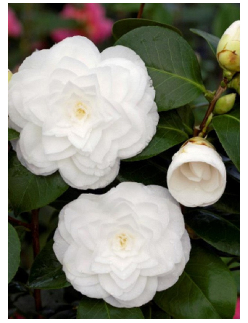 CAMELLIA japonica BLANC (Camélia du Japon)