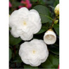 CAMELLIA japonica BLANC (Camélia du Japon)