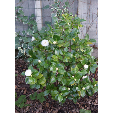 CAMELLIA japonica BLANC (Camélia du Japon)