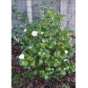 CAMELLIA japonica BLANC (Camélia du Japon)