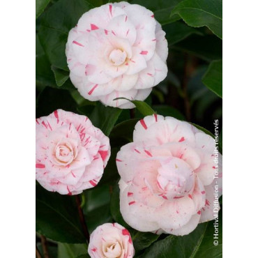 CAMELLIA japonica CONTESSA LAVINIA MAGGI (Camélia du Japon)