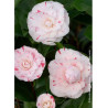 CAMELLIA japonica CONTESSA LAVINIA MAGGI (Camélia du Japon)