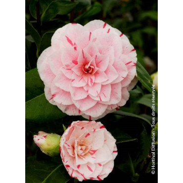 CAMELLIA japonica CONTESSA LAVINIA MAGGI (Camélia du Japon)