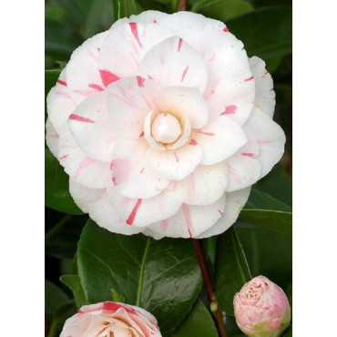 CAMELLIA japonica CONTESSA LAVINIA MAGGI (Camélia du Japon)