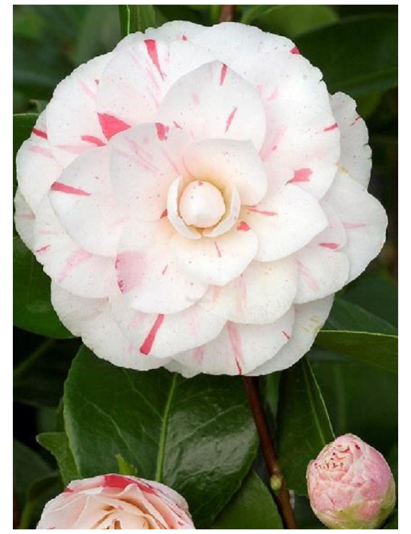 CAMELLIA japonica CONTESSA LAVINIA MAGGI (Camélia du Japon)