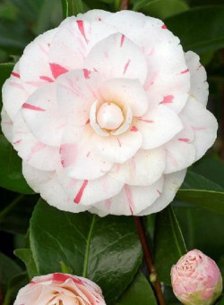 CAMELLIA japonica CONTESSA LAVINIA MAGGI