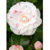 CAMELLIA japonica CONTESSA LAVINIA MAGGI (Camélia du Japon)