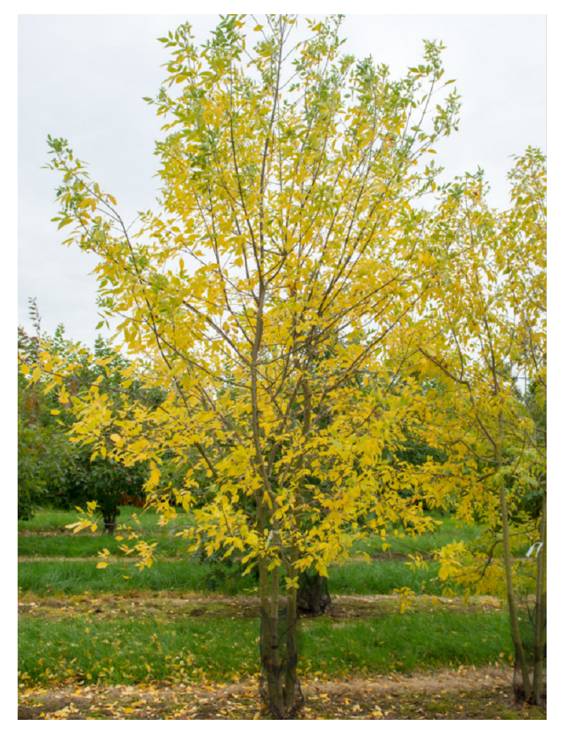 FRAXINUS americana (Frêne d'Amérique, Frêne blanc)