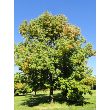 FRAXINUS americana (Frêne d'Amérique, Frêne blanc)