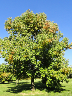 FRAXINUS americana