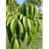 FRAXINUS americana (Frêne d'Amérique, Frêne blanc)