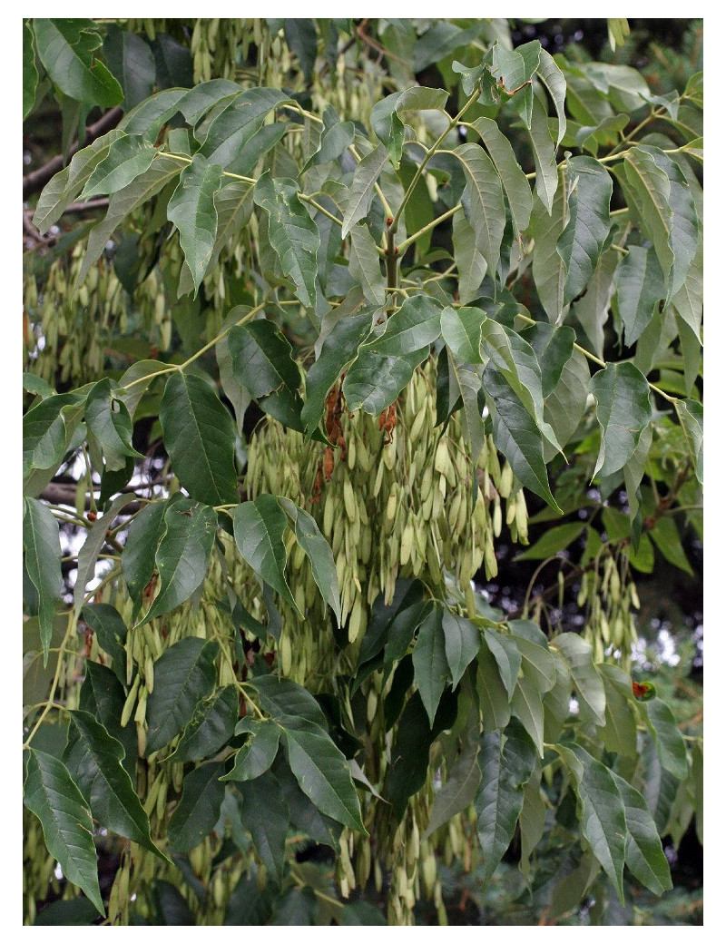 FRAXINUS americana (Frêne d'Amérique, Frêne blanc)