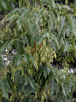 FRAXINUS americana