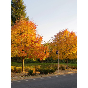 FRAXINUS americana (Frêne d'Amérique, Frêne blanc)