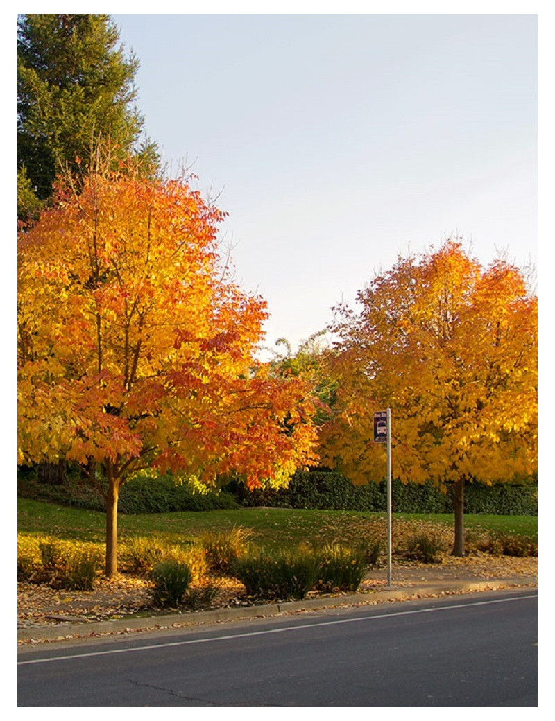 FRAXINUS americana (Frêne d'Amérique, Frêne blanc)