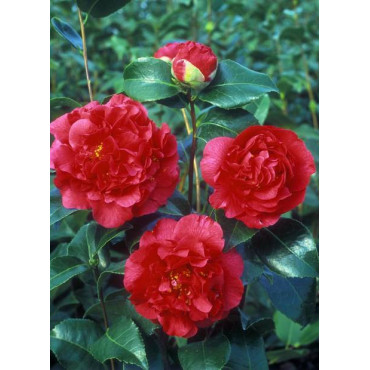 CAMELLIA japonica KRAMER'S SUPREME (Camélia du Japon)