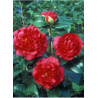 CAMELLIA japonica KRAMER'S SUPREME
