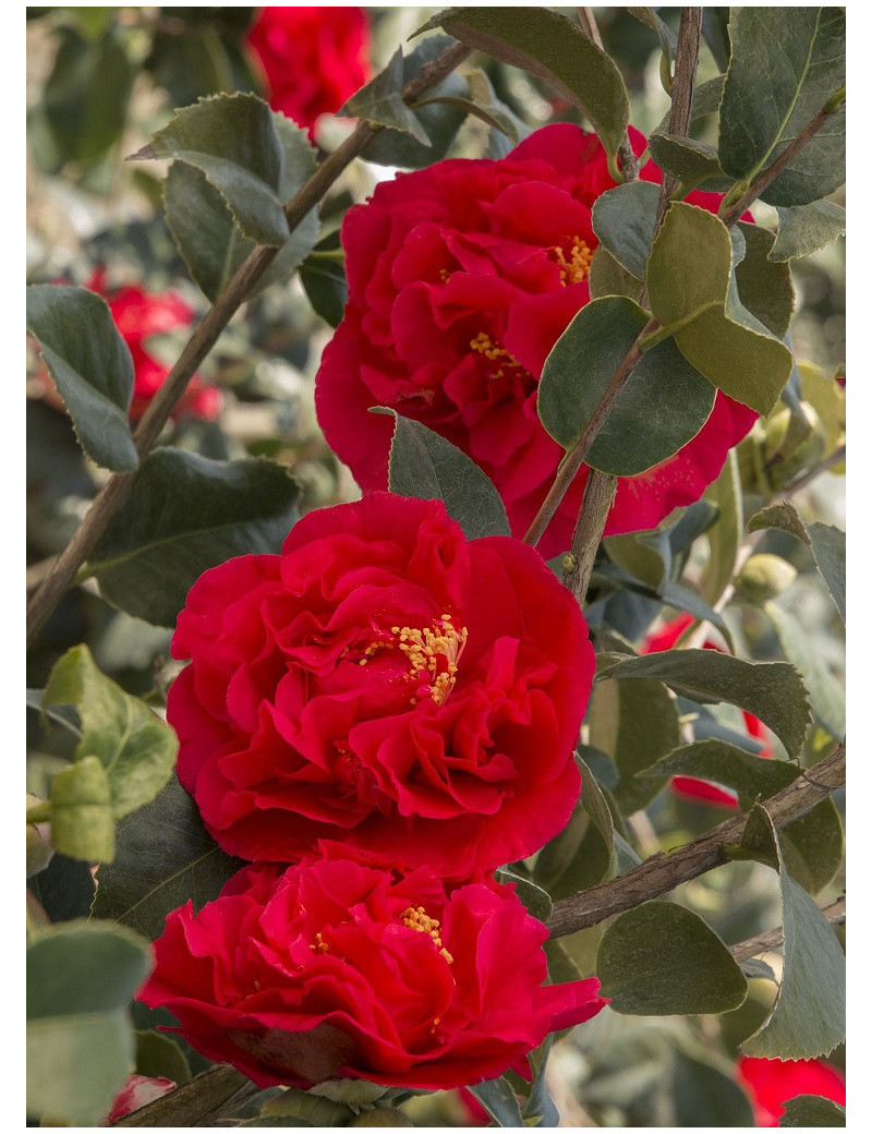 CAMELLIA japonica KRAMER'S SUPREME (Camélia du Japon)