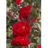 CAMELLIA japonica KRAMER'S SUPREME