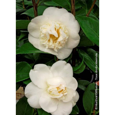 CAMELLIA japonica MADAME HENRI CORMERAIS (Camélia du Japon)