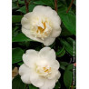 CAMELLIA japonica MADAME HENRI CORMERAIS (Camélia du Japon)