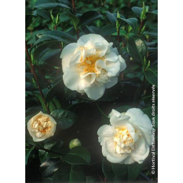 CAMELLIA japonica MADAME HENRI CORMERAIS (Camélia du Japon)