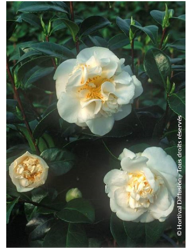 CAMELLIA japonica MADAME HENRI CORMERAIS (Camélia du Japon)