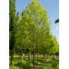 FRAXINUS americana SKYLINE