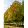 FRAXINUS americana SKYLINE (Frêne d'Amérique Skyline)