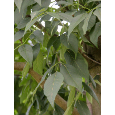 FRAXINUS americana SKYLINE (Frêne d'Amérique Skyline)