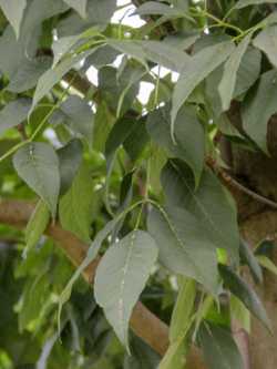 FRAXINUS americana SKYLINE
