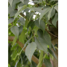 FRAXINUS americana SKYLINE