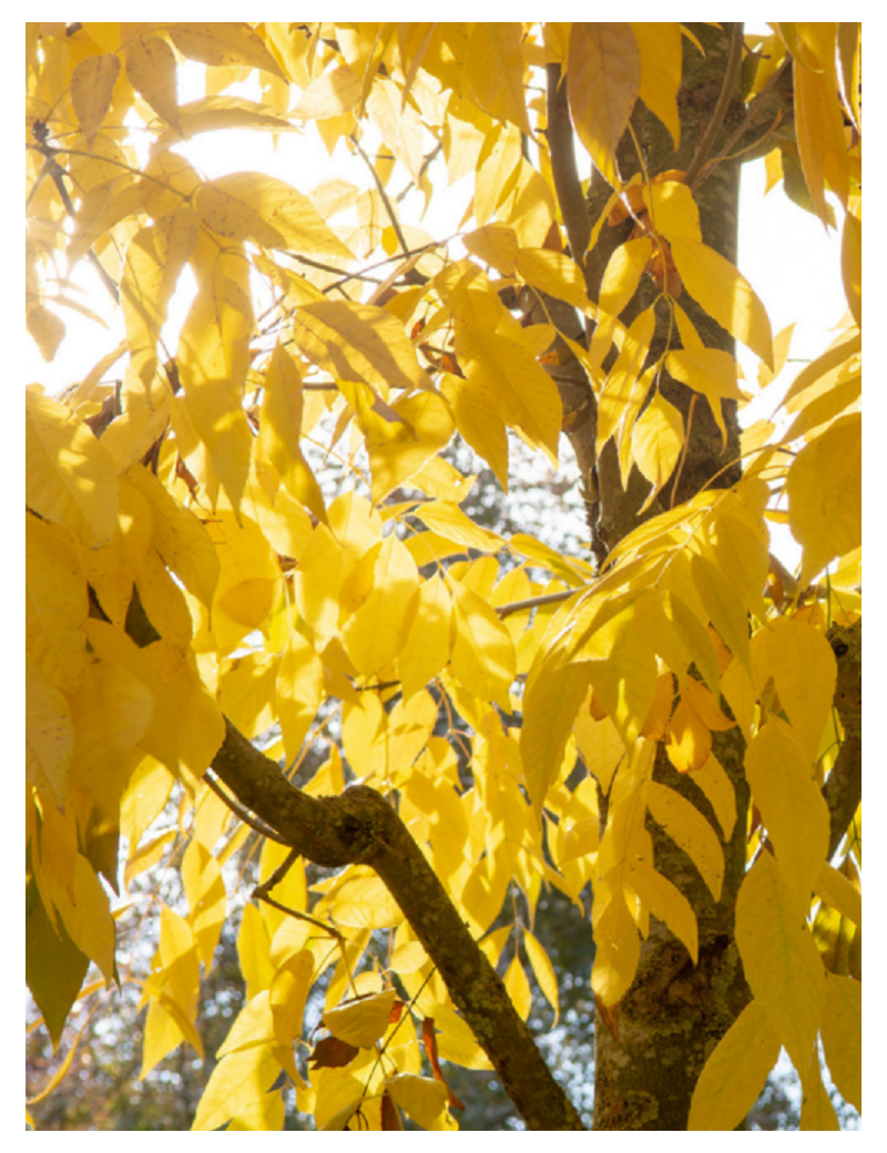 FRAXINUS americana SKYLINE (Frêne d'Amérique Skyline)