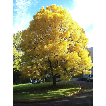 FRAXINUS excelsior JASPIDEA (Frêne à bois jaune)