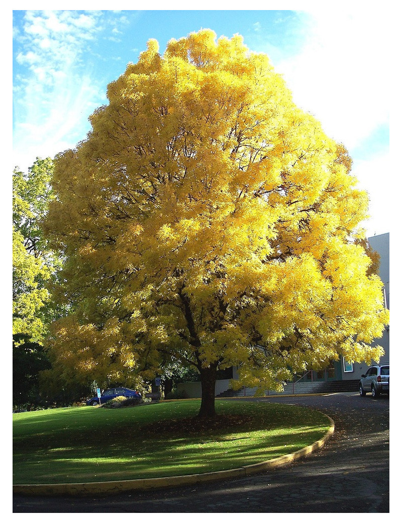 FRAXINUS excelsior JASPIDEA (Frêne à bois jaune)