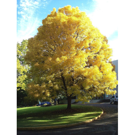 FRAXINUS excelsior JASPIDEA (Frêne à bois jaune)