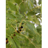 FRAXINUS excelsior JASPIDEA (Frêne à bois jaune)