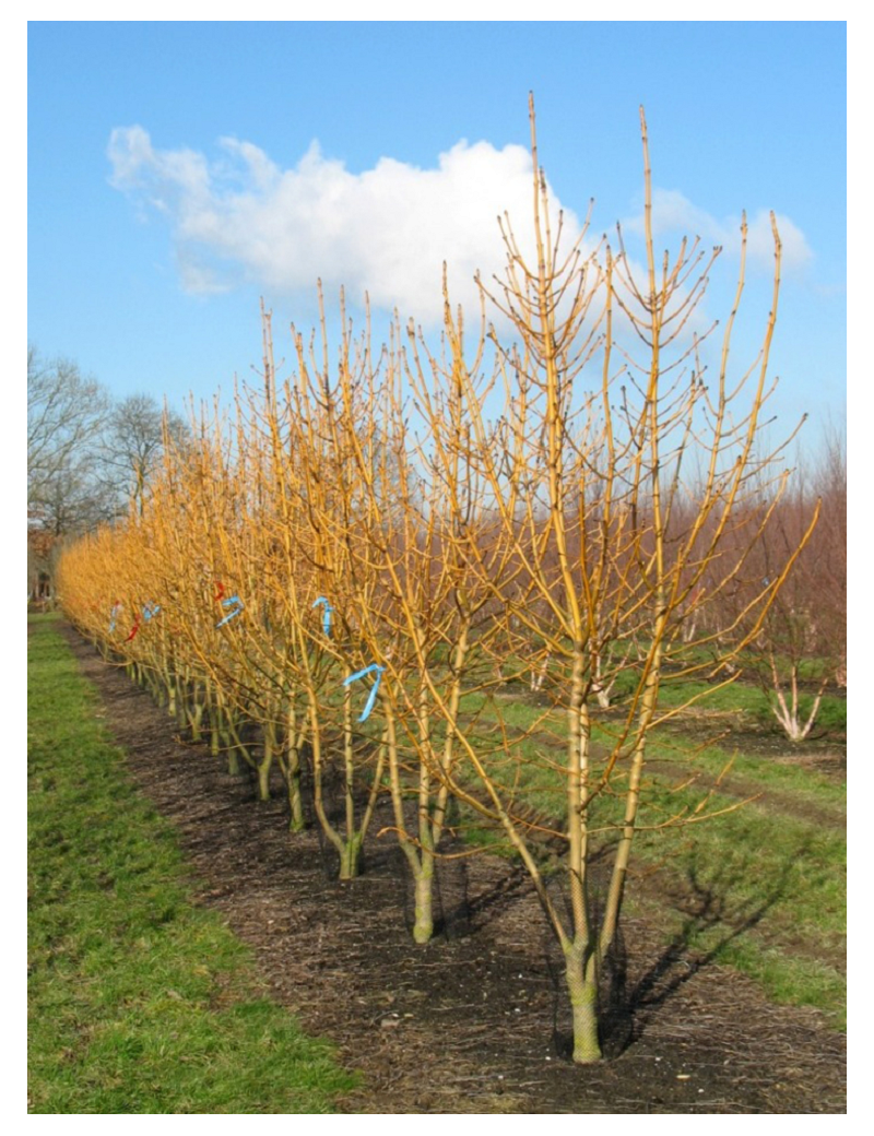 FRAXINUS excelsior JASPIDEA (Frêne à bois jaune)